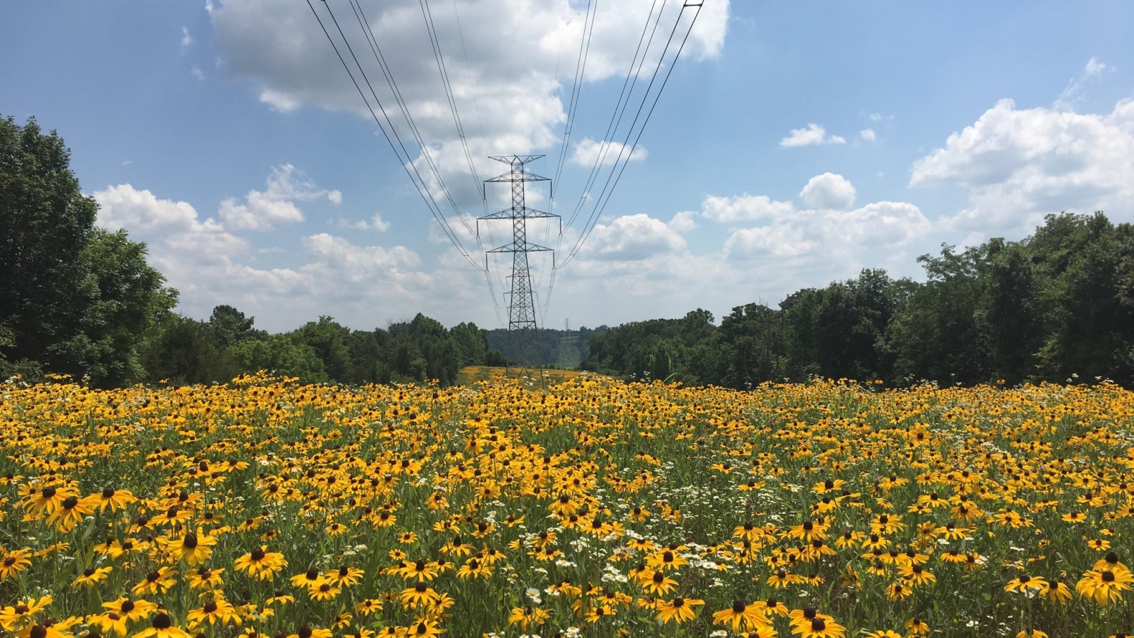 Field of wild flowers under powerlines