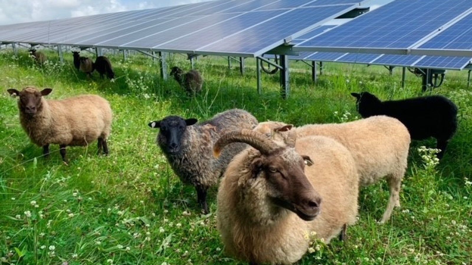 Sheep at the solar field