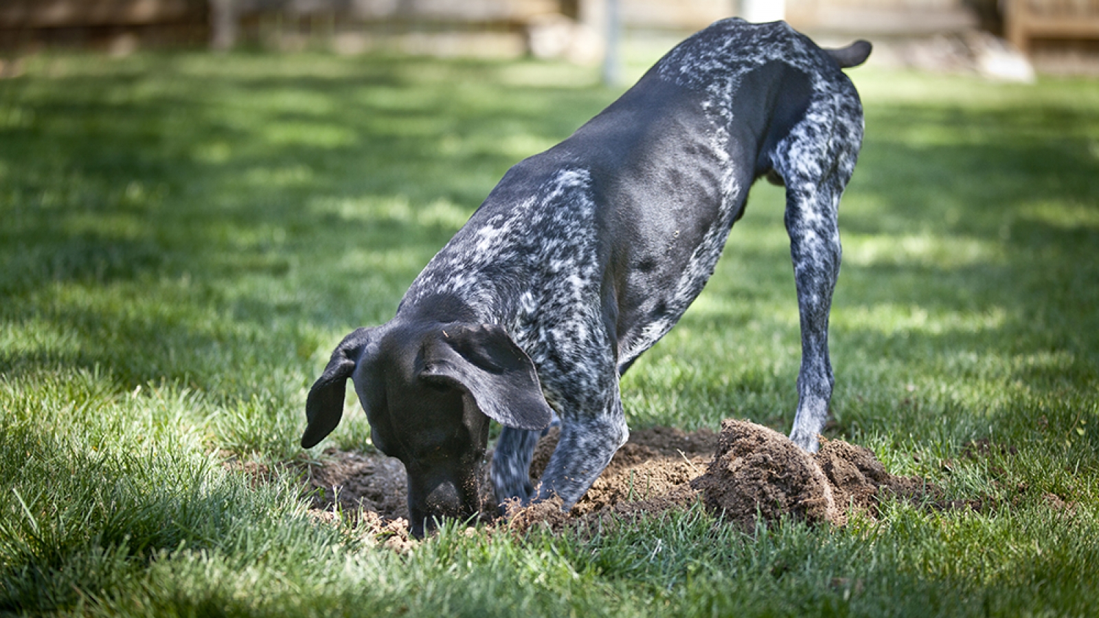 a dog digging a hole in a yard