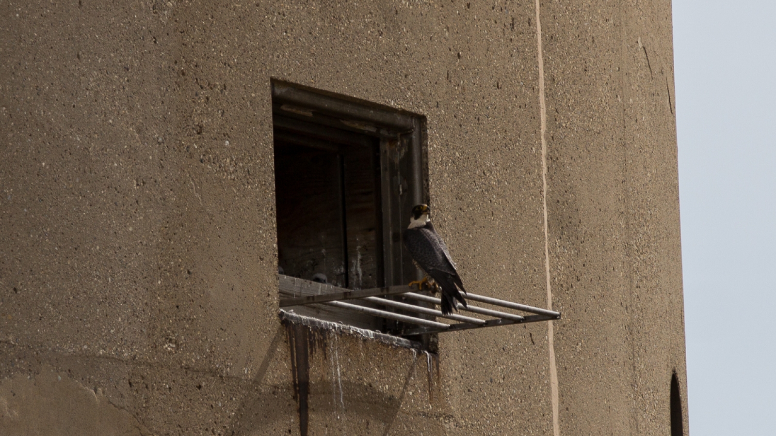 Peregrine falcon on a perch outside of a stack at Mill Creek station
