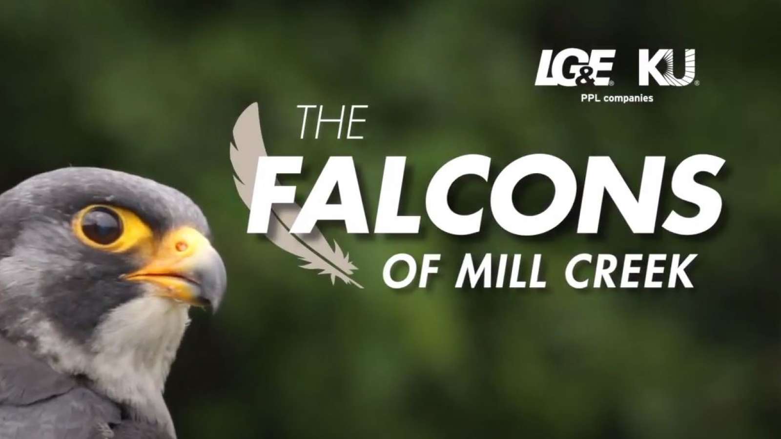 peregrine falcon with title "The Falcons of Mill Creek" next to it
