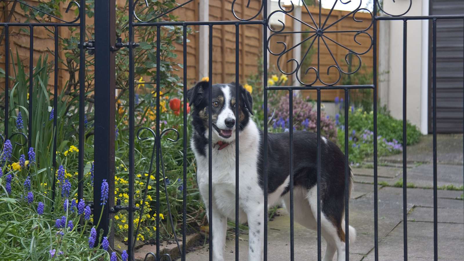 a dog looking through an wrought iron fence