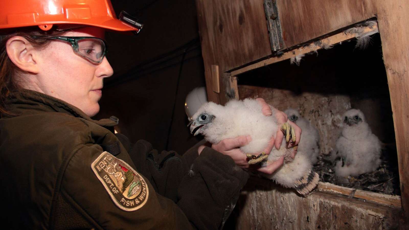 Falcon chick at Mill Cree being banded by a Kentucky Fish and Wildlife employee