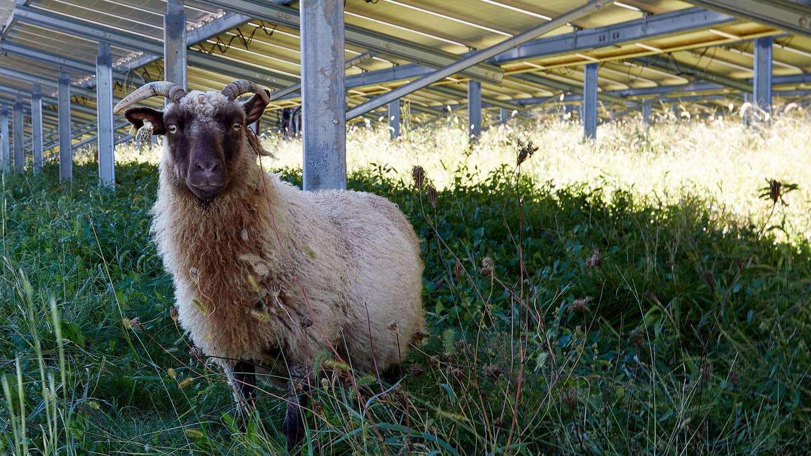 sheep underneath a solar array
