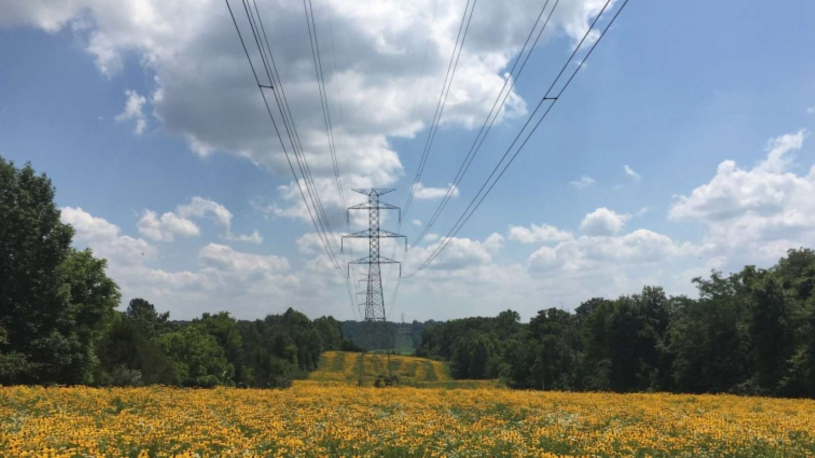 transmission tower and power lines in a right of way with trees on each side