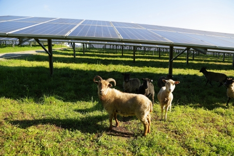 Sheep graze near a solar panel at E.W. Brown solar facility