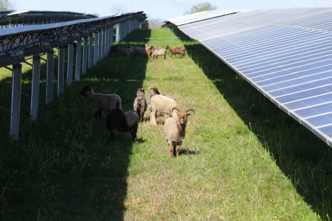 Sheep graze between rows of solar panels at E.W. Brown solar facility