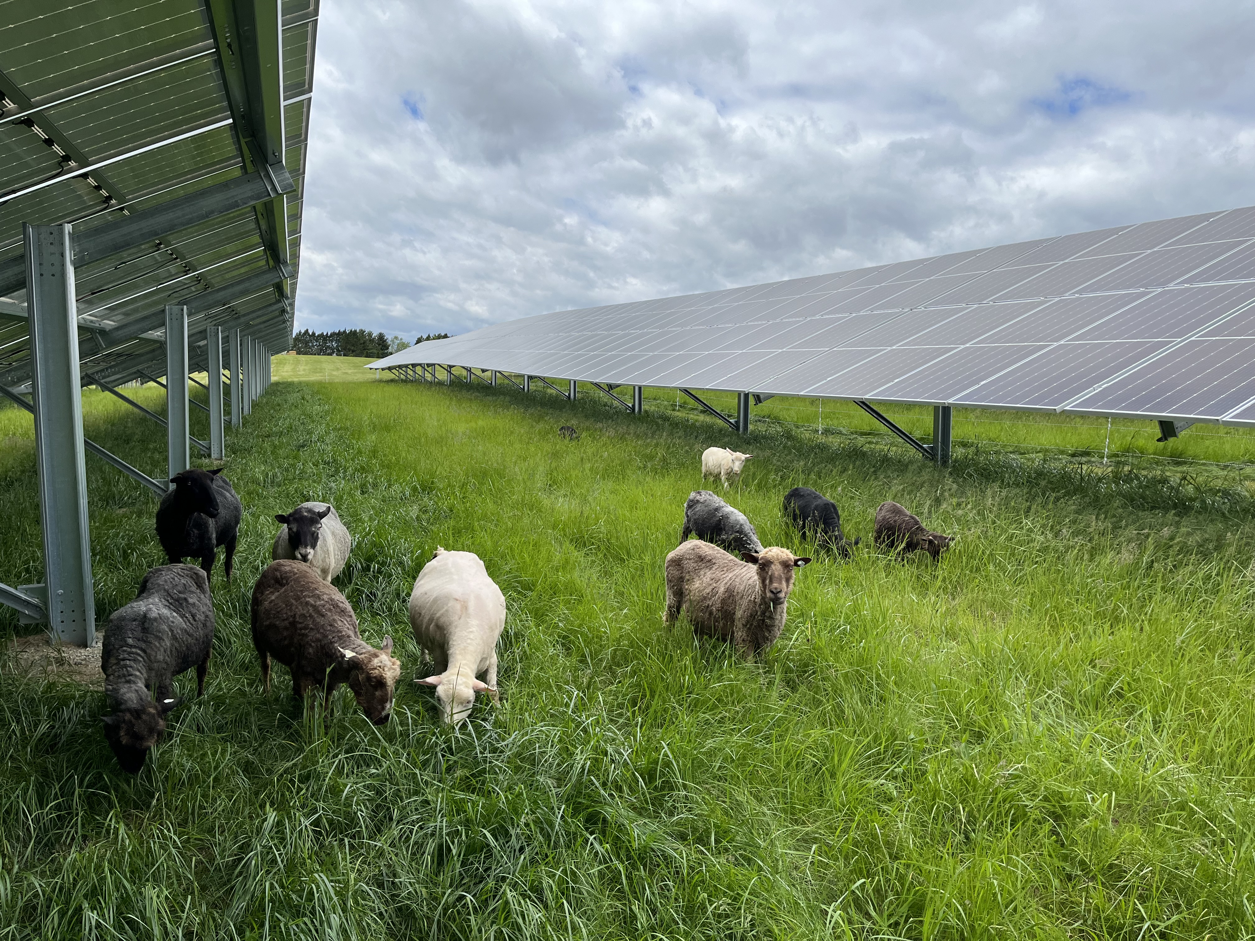 Sheep at solar facility