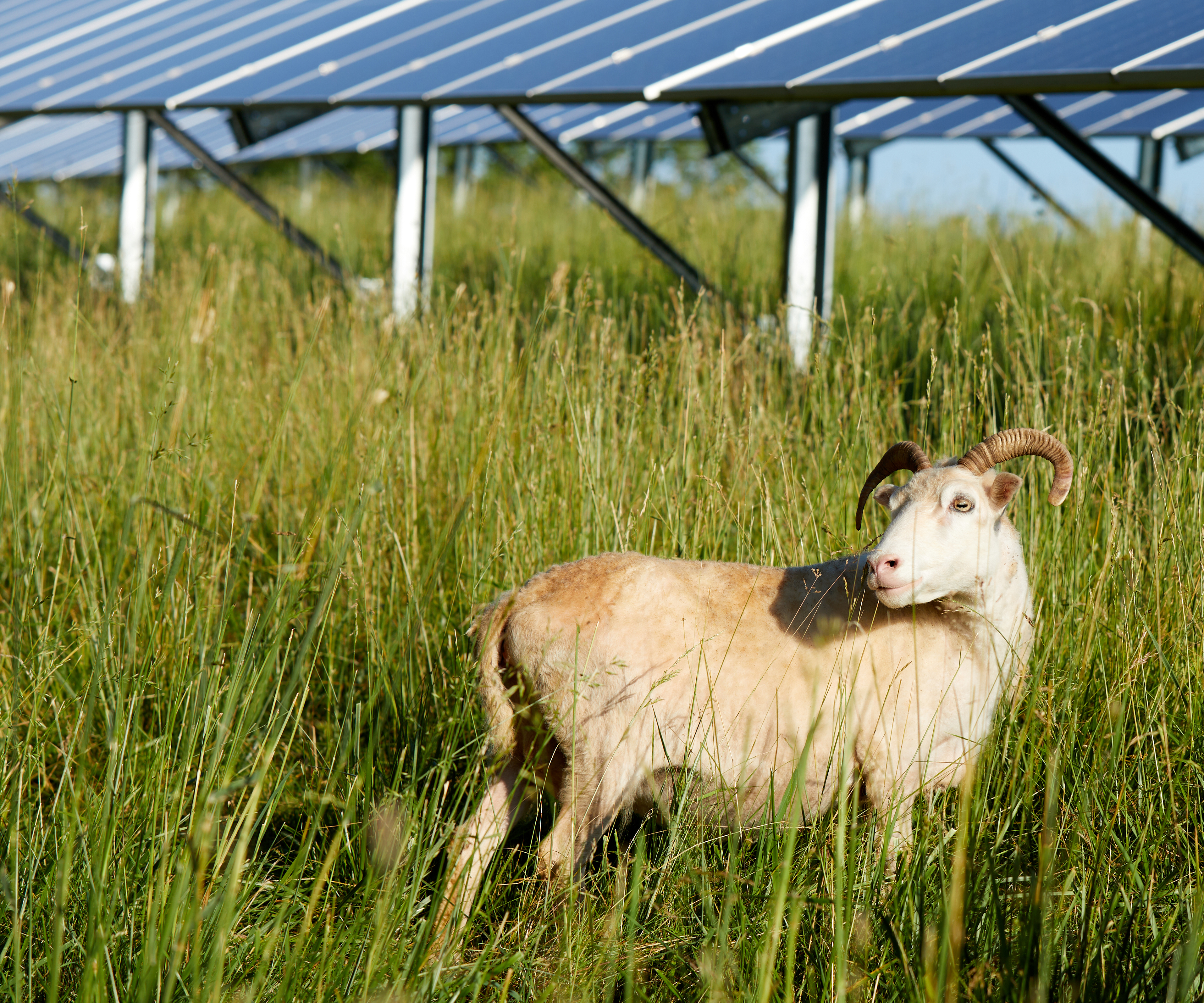Sheep at solar facility