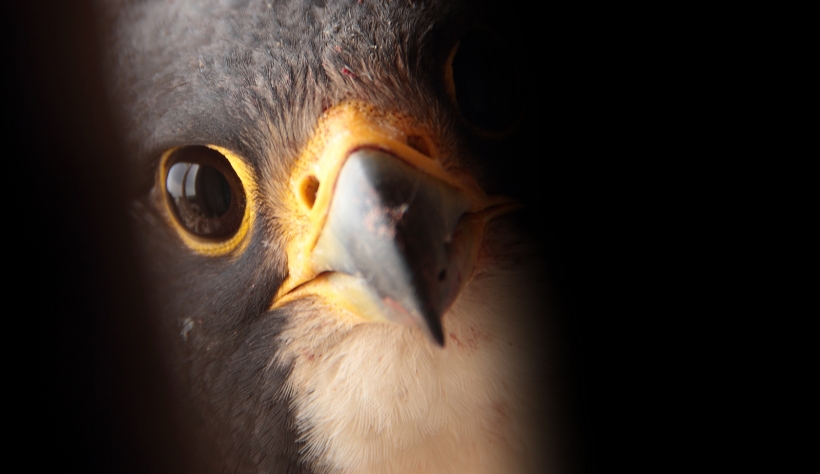 close up of falcon