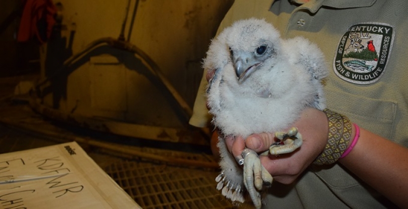 Falcon chick