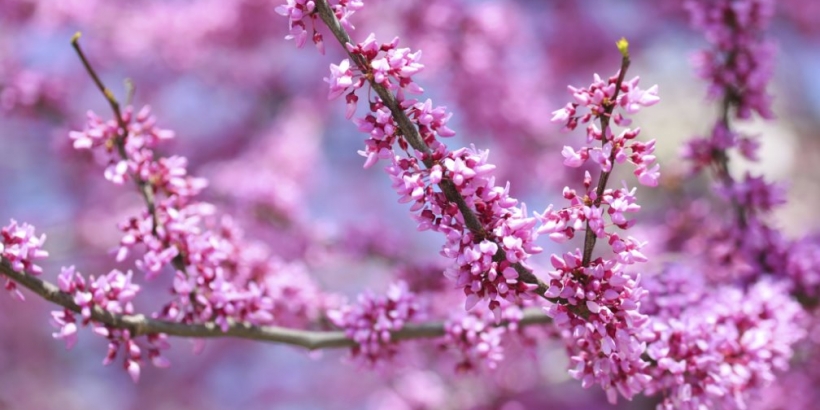 Redbud tree blooming