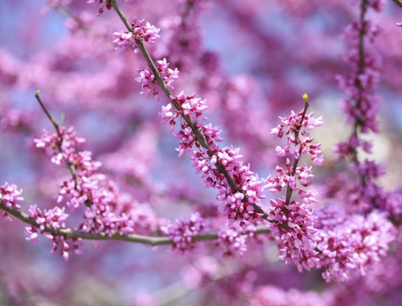 red bud tree
