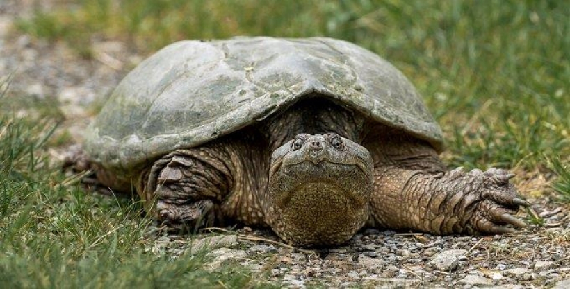 Turtle near power plan