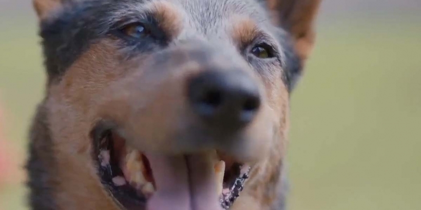 close-up of dog's face