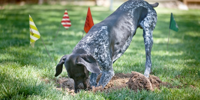 Dog digging in the yard