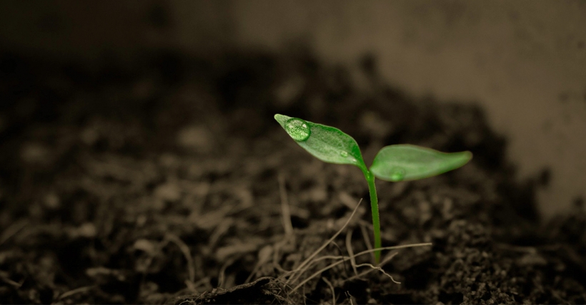 Plant growing