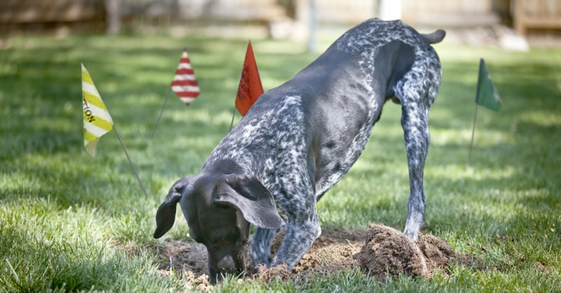 Dog digging in a yard with utility flags