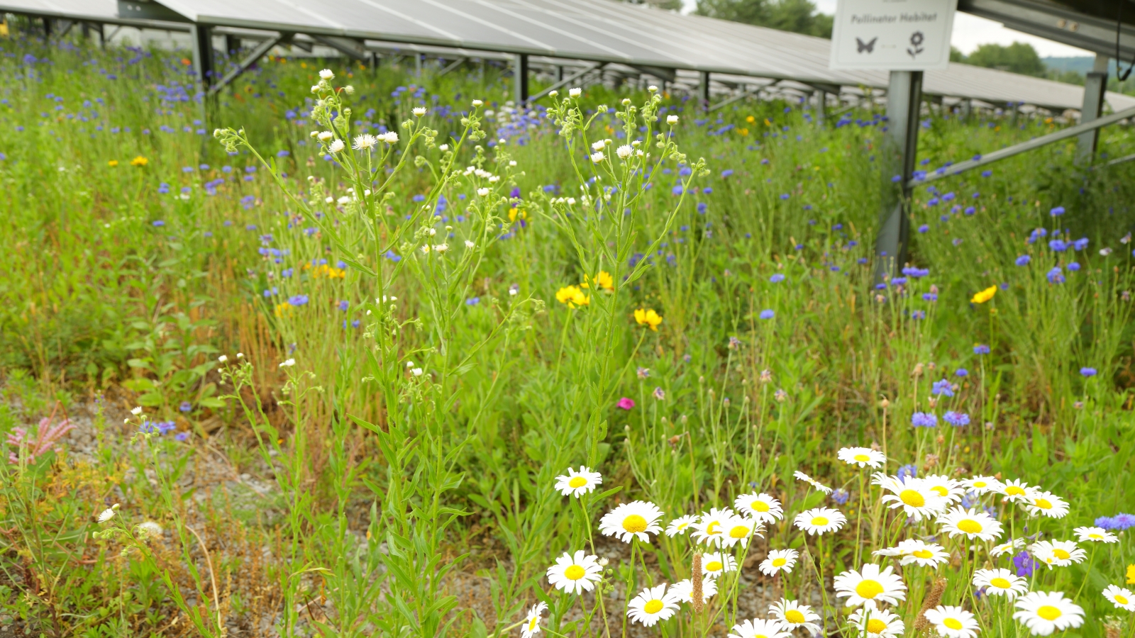 E.W Brown pollinator habitat
