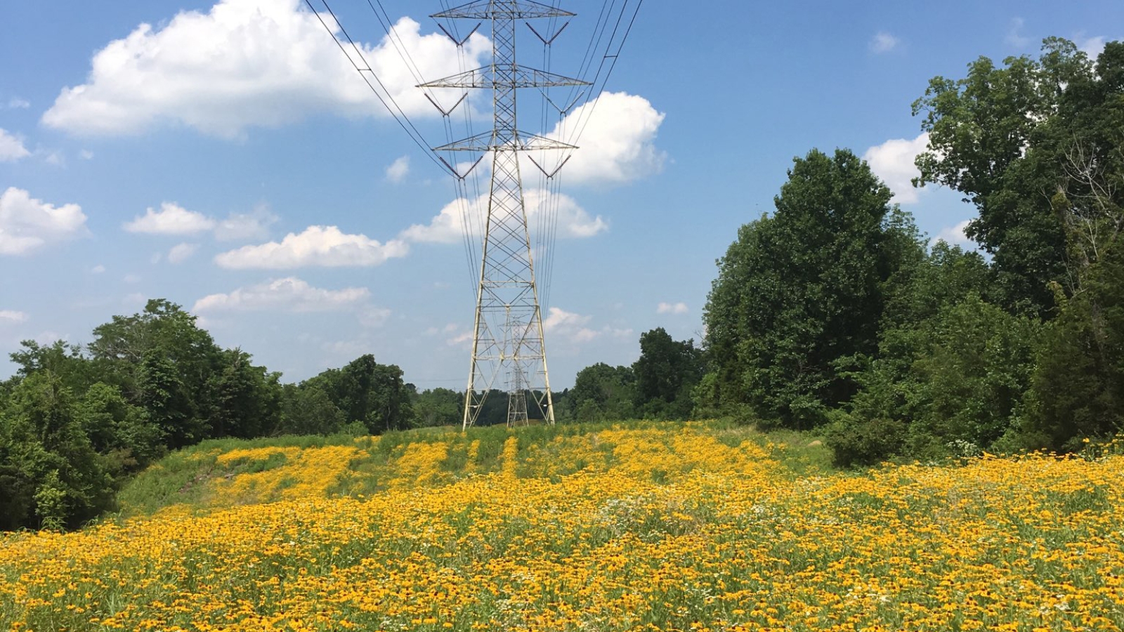 Powerlines in a field of flowers