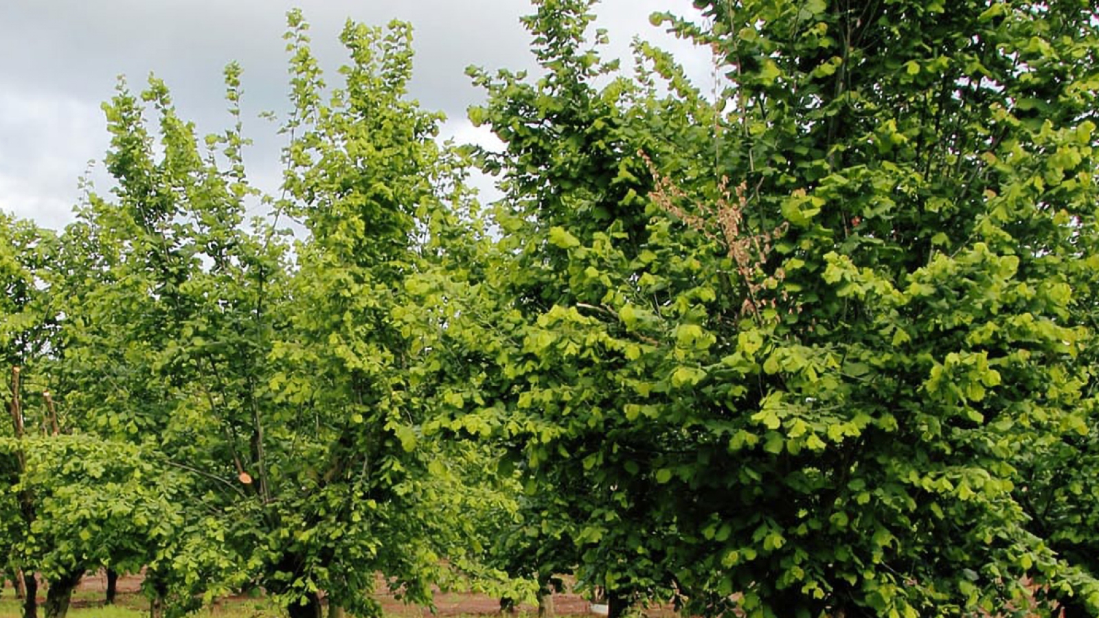grove of American hazelnut trees