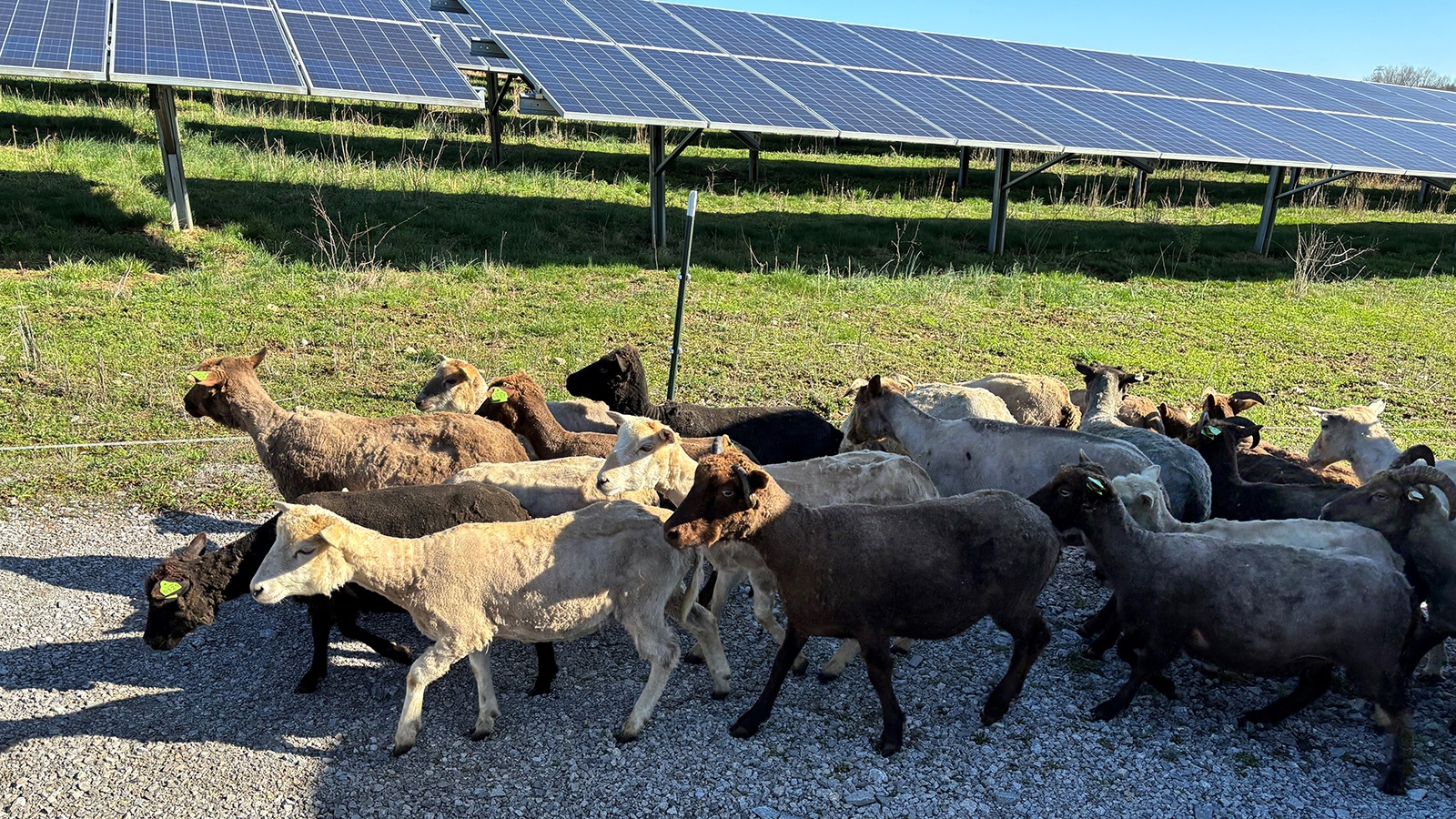 flock of sheep walking under solar array