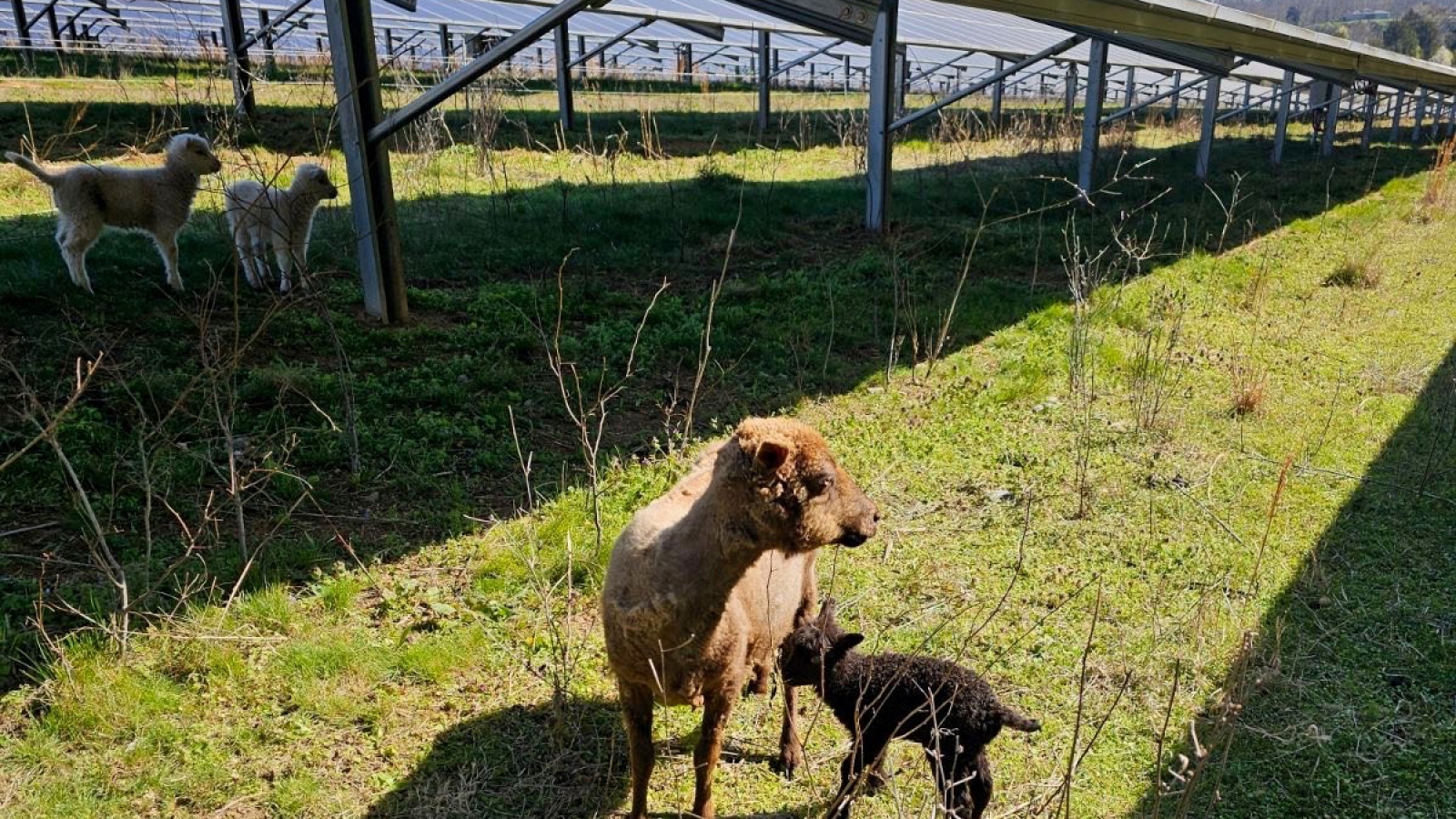 sheep and lamb under solar array