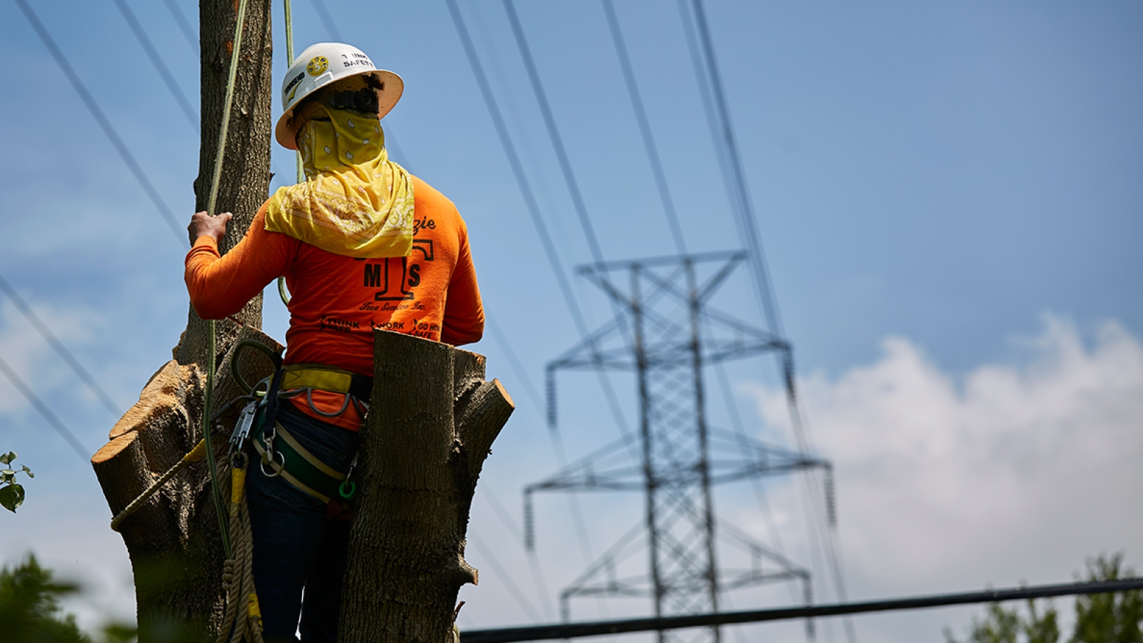Employee on tree
