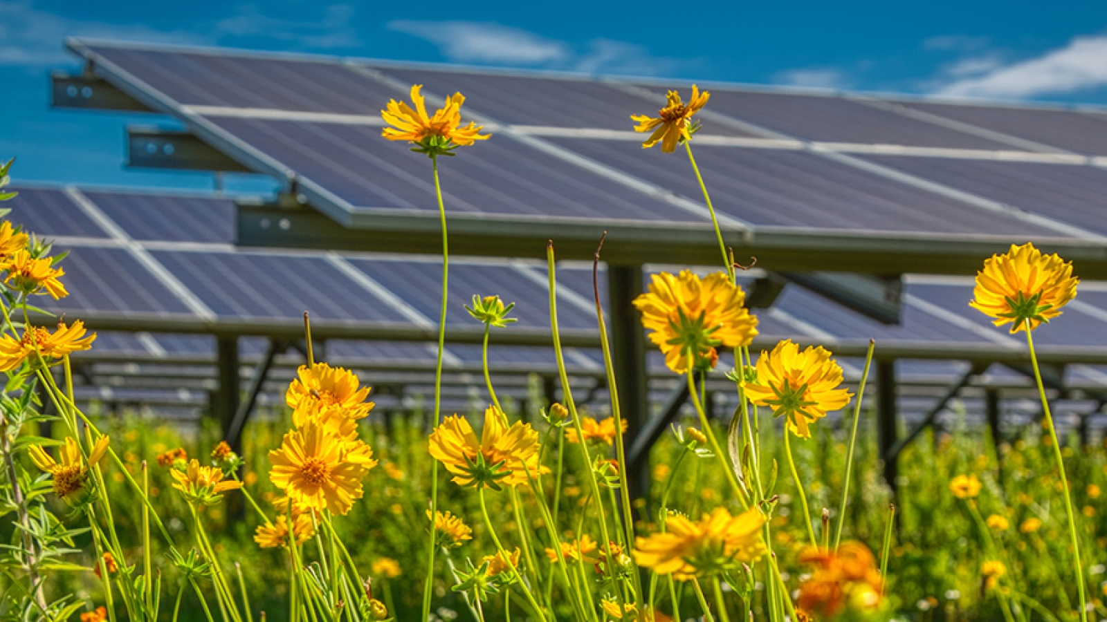 wildflowers in front of a solar panel
