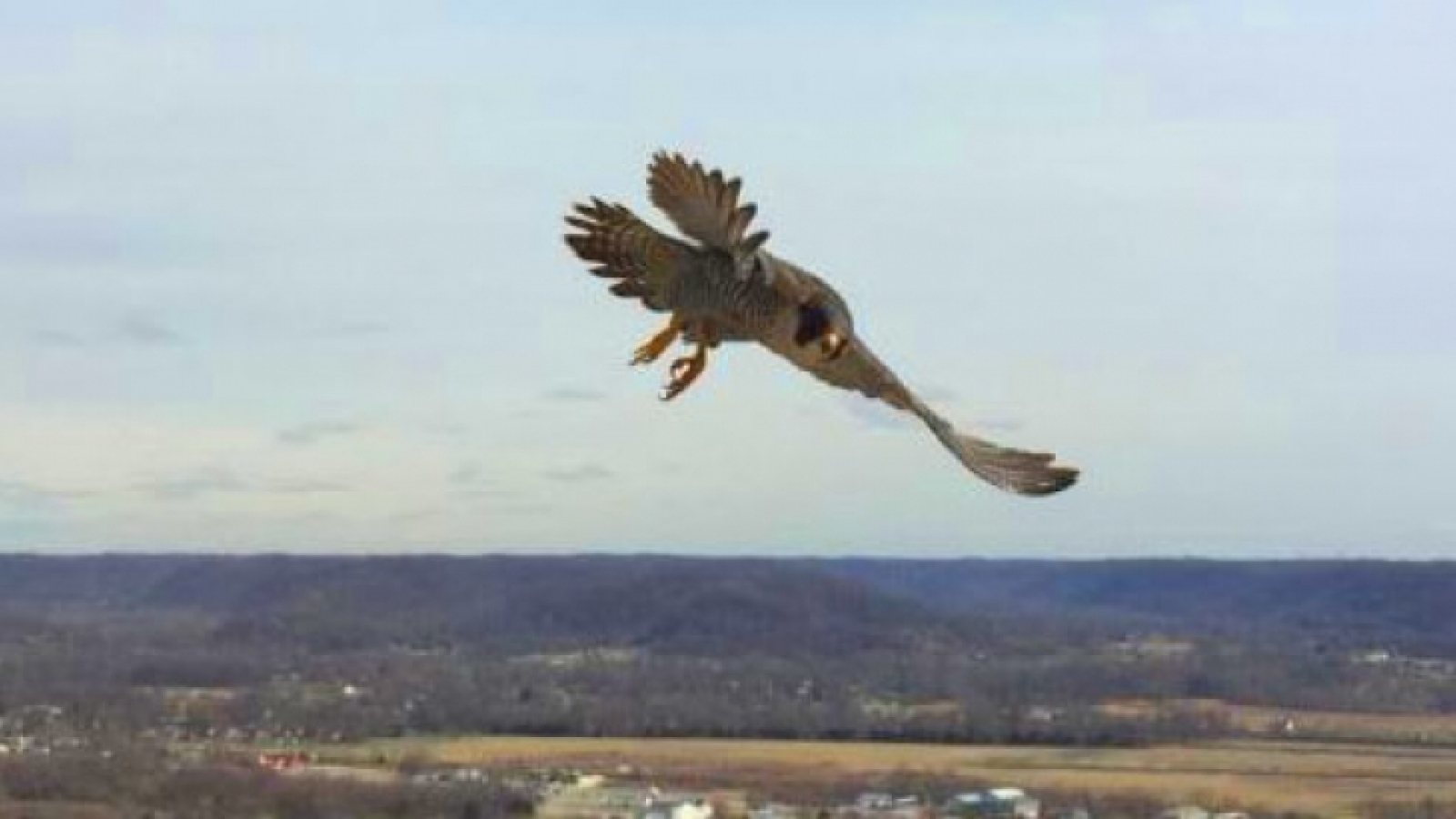Peregrine falcon in flight