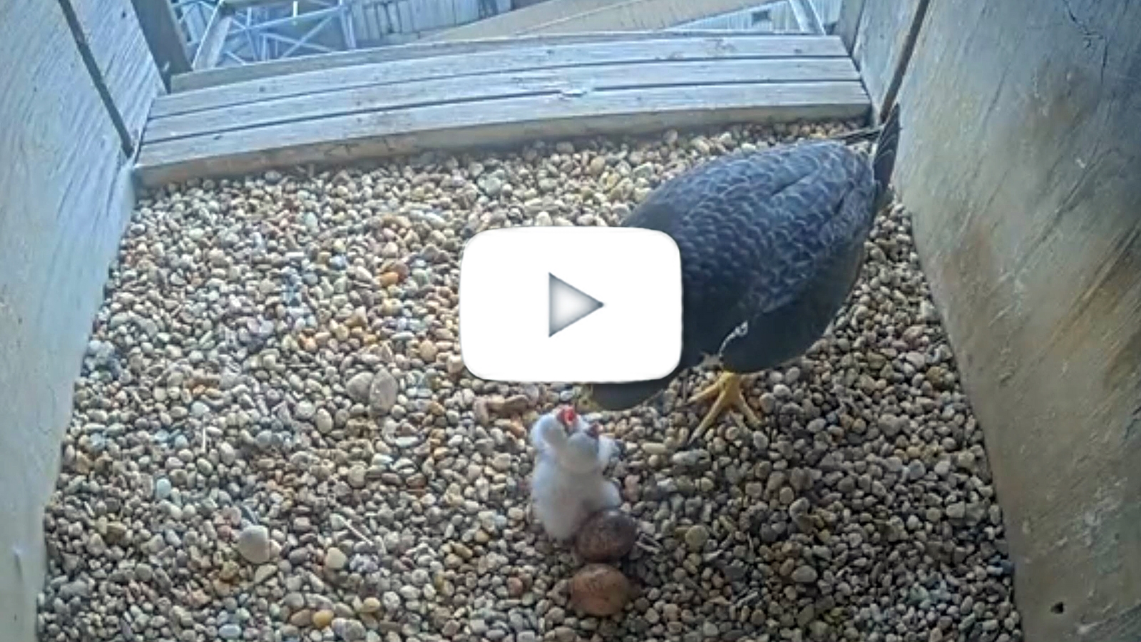 falcon feeding chicks in nest box