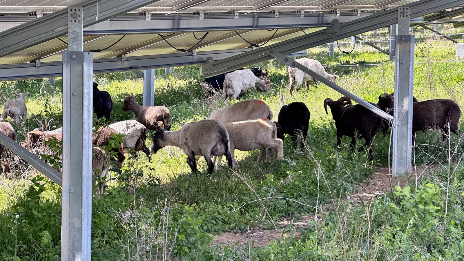 sheep graze at E.W. Brown Solar Facility