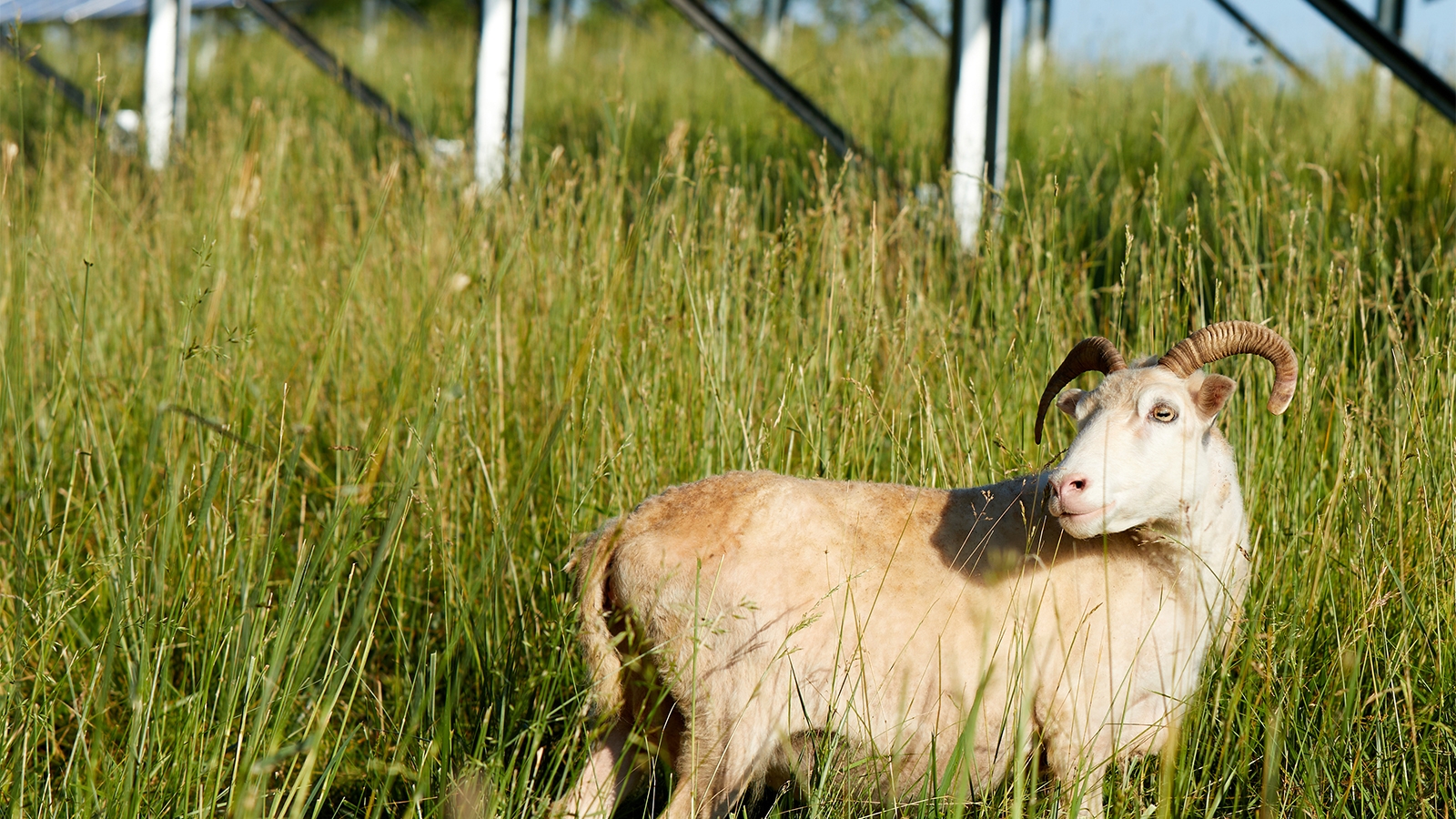 ram sheep at solar field