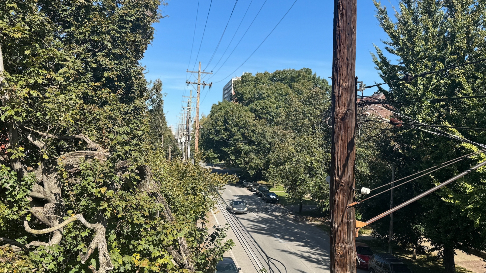 distribution poles and power lines along a city street with trimmed trees