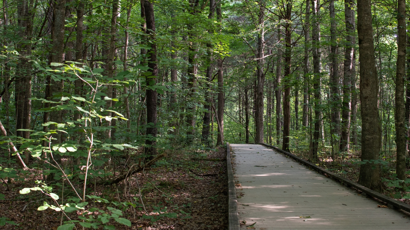 walking path in a forest