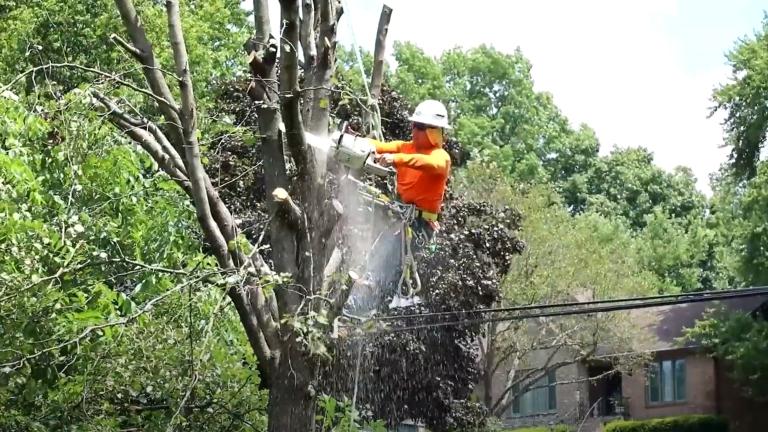 arborist trimming a tree with a chainsaw