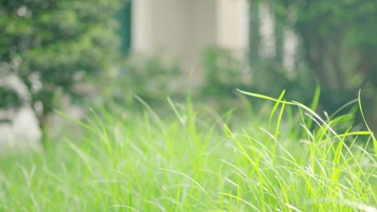 tall grass in a yard