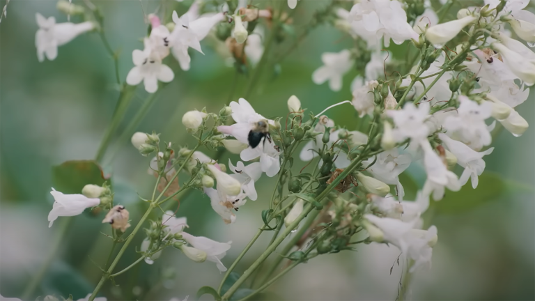 a bee pollinating a flower
