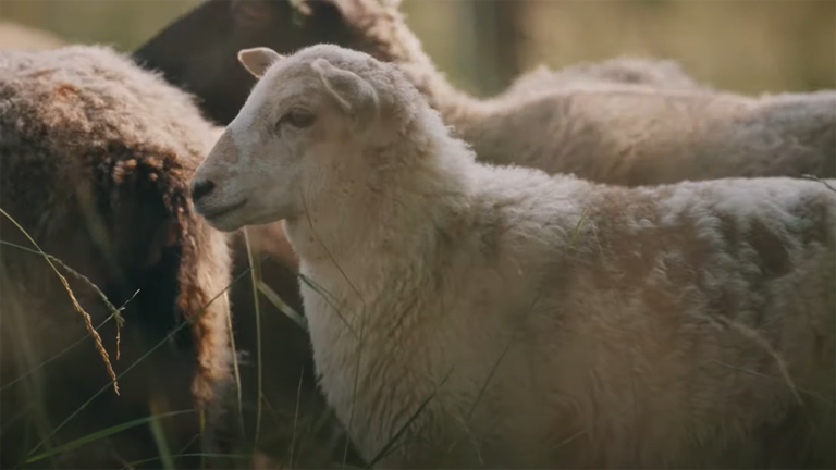 closeup of a sheep in a field