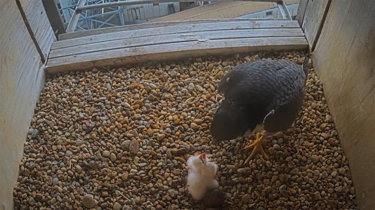falcon feeding chicks in a nesting box