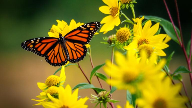 butterfly on a flower