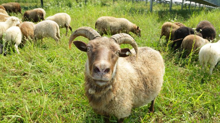 sheep looking at camera at a grassy solar farm