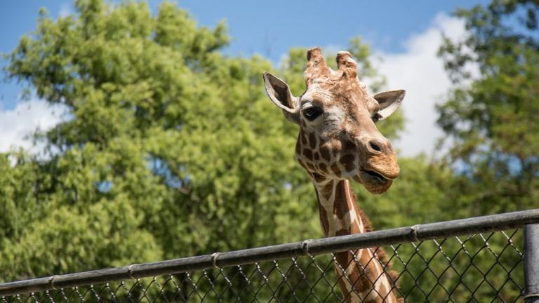 Giraffe looking over a fence