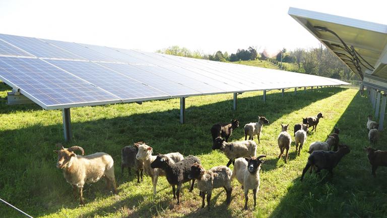 flock of sheep grazing under a solar array
