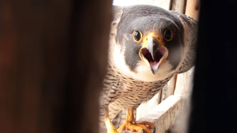 Peregrine falcon in nest box