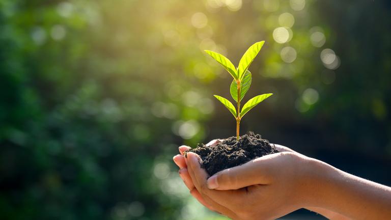 hands holding a tree seedling