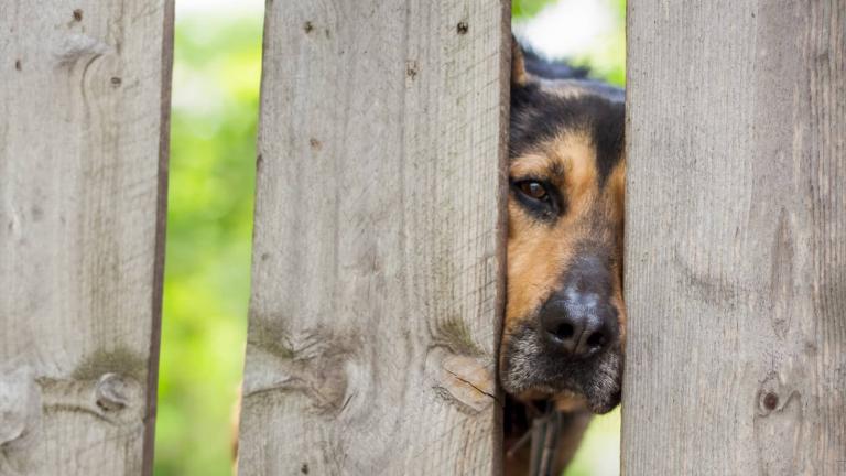 dog looking through slats in a wooden fence