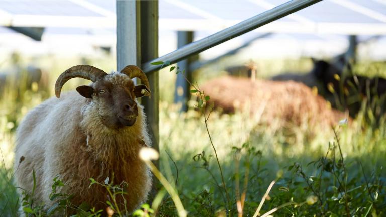 sheep under solar panel