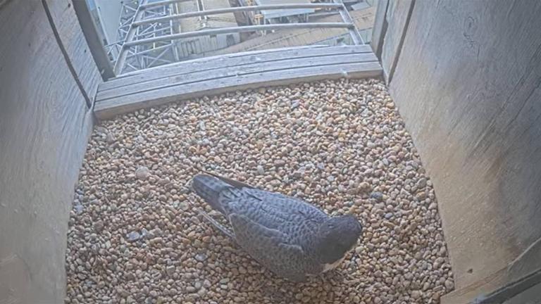A peregrine falcon sitting on pebbles in a nest box at Mill Creek Power Station