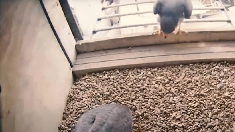 falcon nest box with two falcons inside